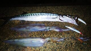 Барракуда рядом с кальмаром: ночной спиннинг в Махмутларе