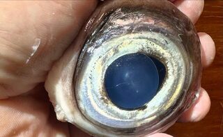 Большой Барьерный риф: наш нахлыстовый чартер на рифовой воде