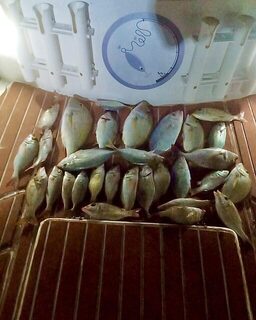 Разный морской улов у Аль-Вакры: рыба на палубе катера