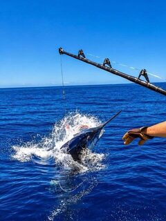 Голубой марлин у борта Pesca Grossa: отпускание в водах Мадейры
