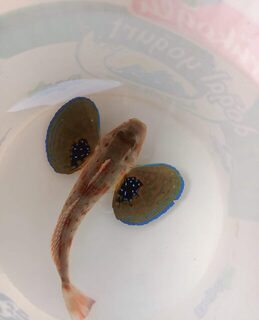 Небольшая морская рыба попадалась нам у Чамьювы с лодки