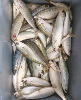 Небольшая морская рыба попадалась нам у Чамьювы с лодки
