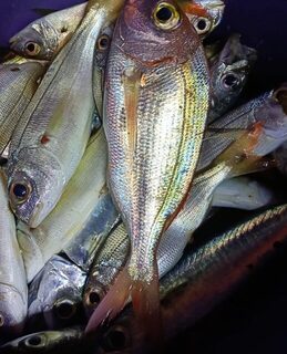 Небольшая морская рыба попадалась нам у Чамьювы с лодки