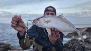 У сицилийских камней поймали морского хищника на пилькер