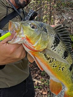 За павлиньим окунем на Тайване с Bruxa51 и WildLures KeyBow F