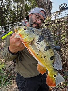 За павлиньим окунем на Тайване с Bruxa51 и WildLures KeyBow F