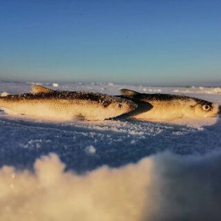 Сухое море у Кади: сиг пошел к десяти и клевал до отъезда