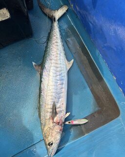 В Южно-Китайском море на легкую снасть MAXEL взяли разную рыбу