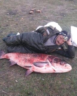 Сообщение о 50-килограммовом толстолобике из Кривянской