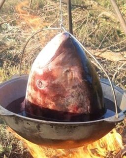 Сообщение о 50-килограммовом толстолобике из Кривянской