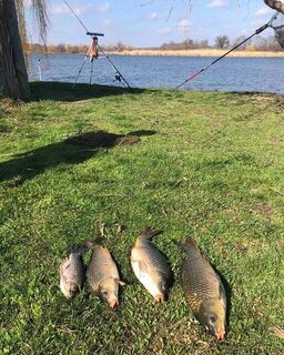 Одесский сезон начали с карпов на береговой рыбалке