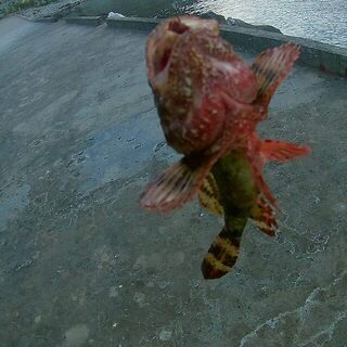 В Бжиде выбрались на морскую рыбалку