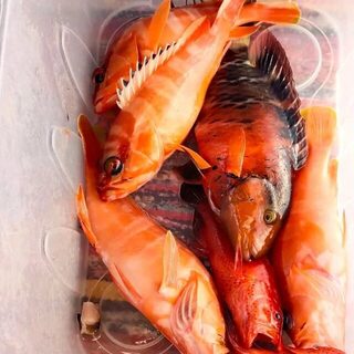 Из Дахаба выбрались на рыбалку на Красном море