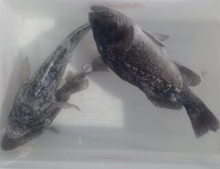 Находка: с каждым выходом морской улов становится скромнее