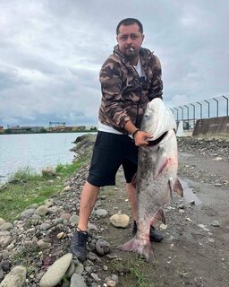 Толстолобик на 32 килограмма со спиннинговой рыбалки в Поти