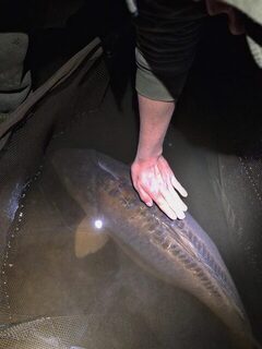 С четвертой поездки на Lac Luna взяли карпа Flounder на 24,45 кг