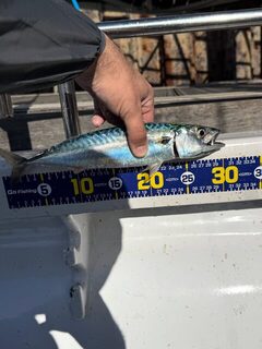 С английского пляжа ловили морскую макрель