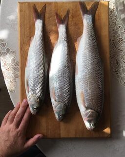 Дербентская рыбалка на Каспии с уловом из трех кутумов