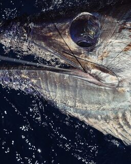 Долгожданная Ла-Гомера: на воду вышли с Noalex Sportfishing