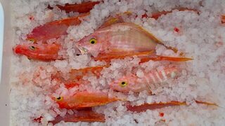 Бимини: yelloweye с тысячи футов и желтохвостые снэпперы на рифе