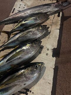 Выход за тунцом у Реюньона с профессиональными морскими рыбаками