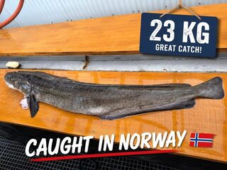 Норвежское море: мольва на 23 кг и много красного окуня