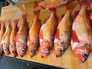 Норвежское море: мольва на 23 кг и много красного окуня