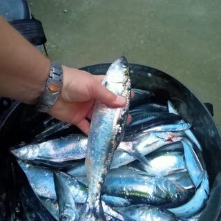 У Мысхако на морской рыбалке ловили сельдь и ставриду