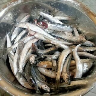 У Мысхако на морской рыбалке ловили сельдь и ставриду