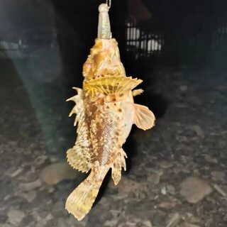 Ночная ловля у Дюрсо с берега и скорпена на крючке