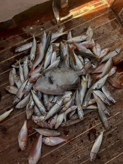 Разная рыба с лодочной ловли у Финике в Средиземном море