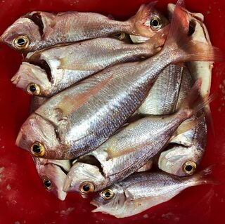 За морскими лещами рыбачили в Которском заливе Черногории