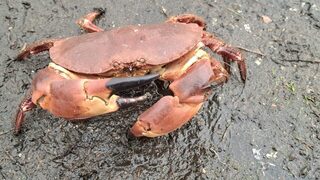 Холодный запад Шотландии: поллак на Sandy Andy и крупный бурый краб