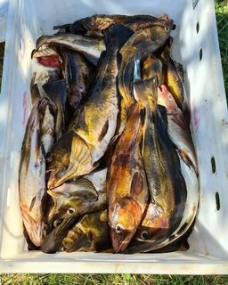 Рыбачили в Гридино у карельского Белого моря