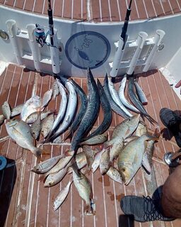 Барракуды из Катара: смешанный улов на морской рыбалке