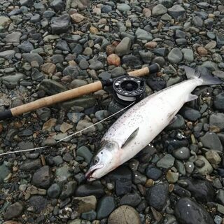 Августовский лосось с морскими клопами удивил нас на Печенге