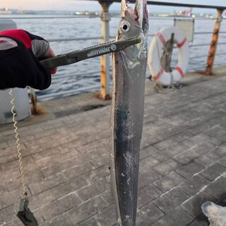 Через семь лет с берега в Осакском заливе снова попалась рыба-сабля