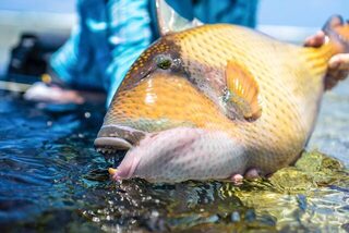 Космоледо на Сейшелах: атолл в публикации Blue Safari Fly Fishing