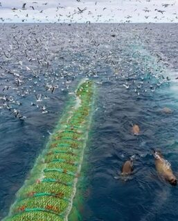 Минтай в Охотском море: трал с уловом в 120 тонн рыбы