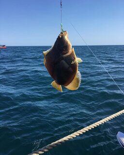 Охотское море без передышки: много камбалы и шесть минтаев