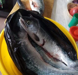 Горбуша из Охотского моря: сетевой улов, быстрая икра и свежая уха