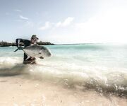 На Астове гигантский каранкс взял мушку в мутной воде у берега