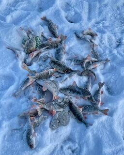 Окуни на оба крючка дважды подряд за полтора часа на Красноярском море