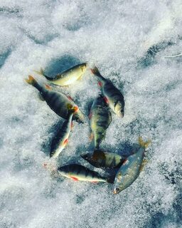 На Братском водохранилище в улов попался полосатый окунь