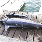 Марлин и ваху вошли в наш улов у Рам-Пойнта на Гранд-Каймане