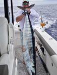 Ваху на 121 фунт поймали у Абако на шестидюймовый Tuna Bullet
