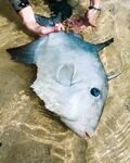 На мелководье Абако поймали спинорога нахлыстовой снастью