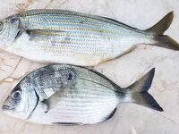 С морской рыбалки в турецкой Датче вернулись с двумя рыбами