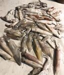 Каракатицы стали добычей морской рыбалки в районе Акбюка