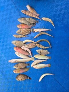 С друзьями Bohol Anglers на Панглао: день с рыбой